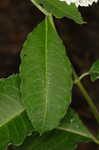 White milkweed